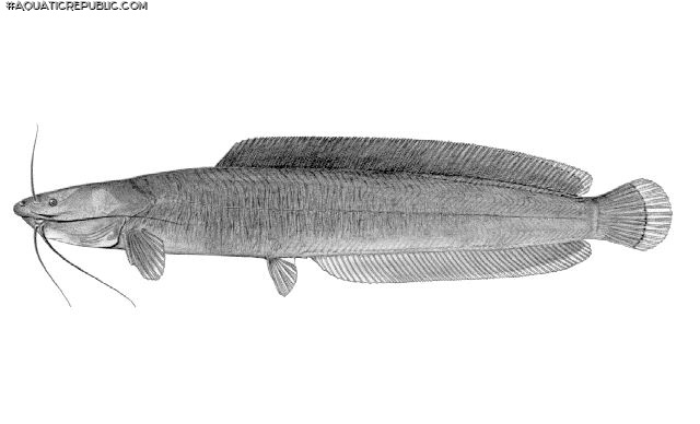 Clarias submarginatus