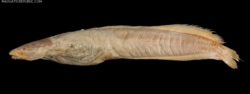 Clarias teijsmanni