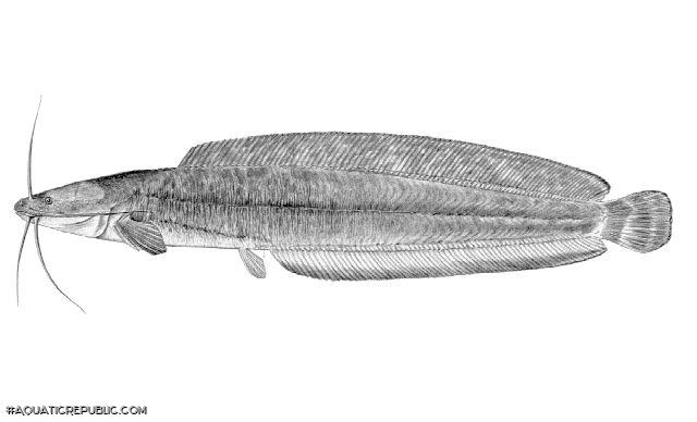 Clarias theodorae