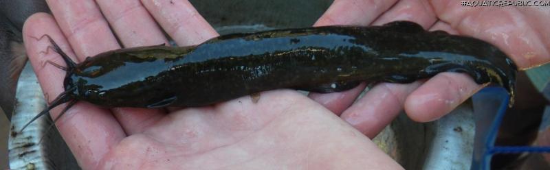 Clarias theodorae