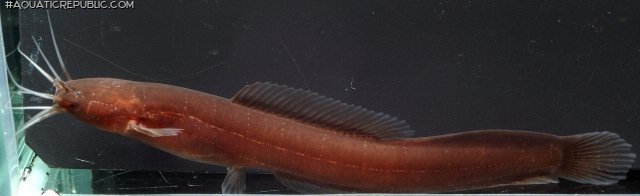 Encheloclarias curtisoma