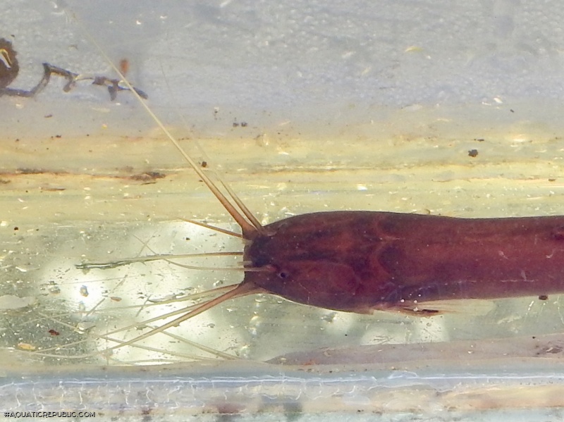 Encheloclarias medialis