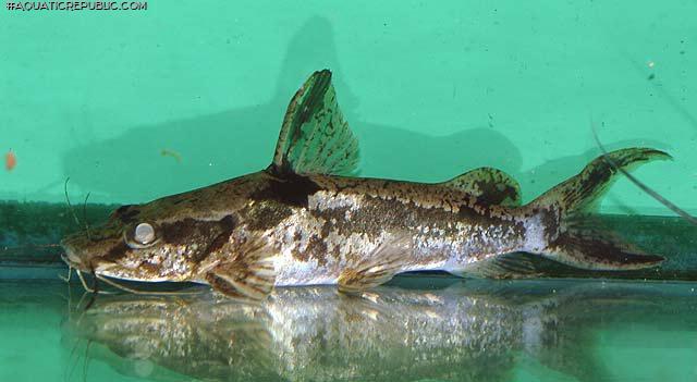 Amarginops ornatus