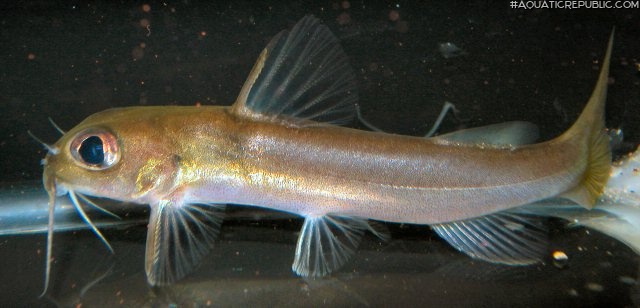 Chrysichthys auratus