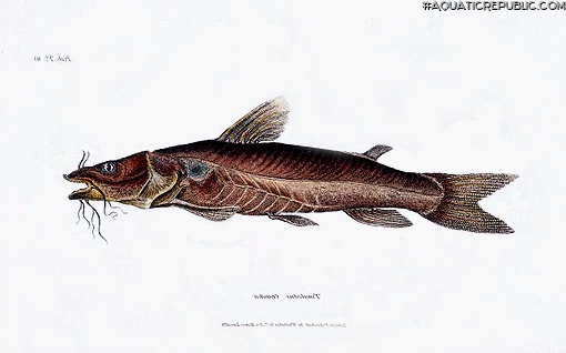 Chrysichthys cranchii