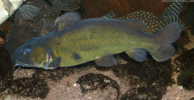 Chrysichthys nigrodigitatus