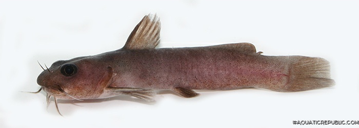 Lophiobagrus cyclurus