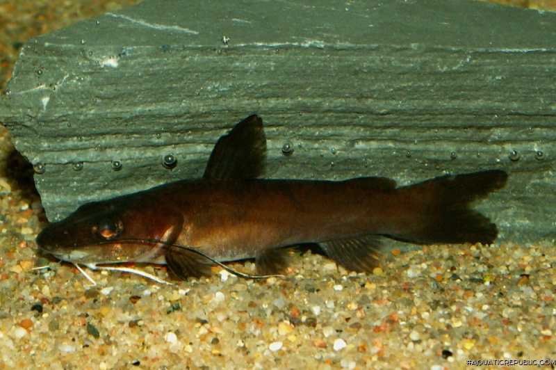 Phyllonemus typus