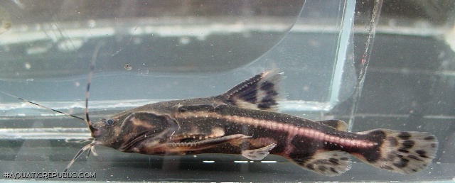 Acanthodoras cataphractus