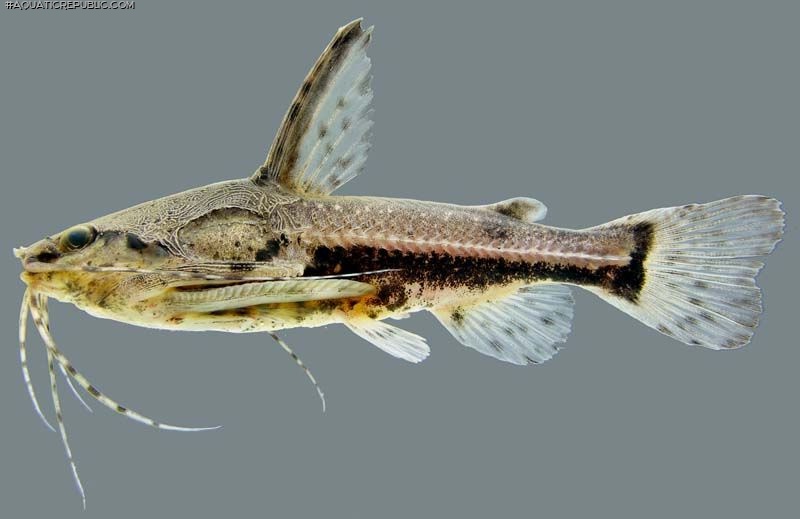 Amblydoras affinis