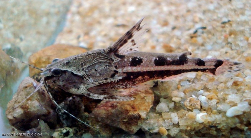 Amblydoras affinis