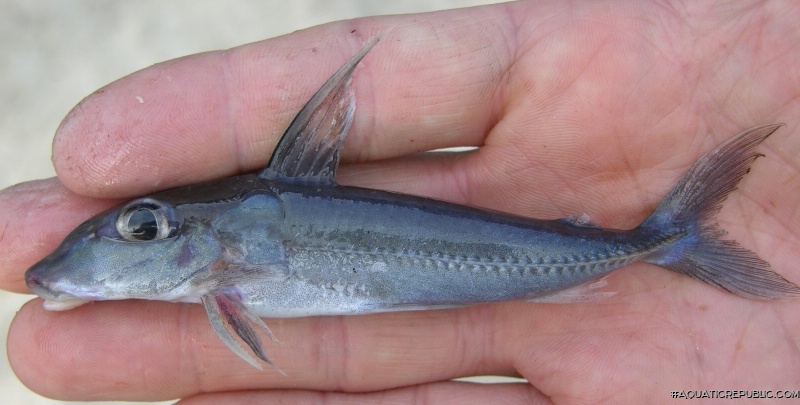 Anduzedoras oxyrhynchus