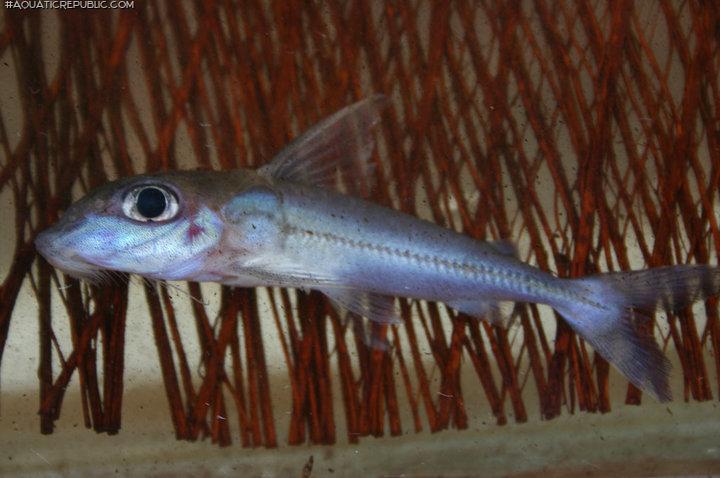 Anduzedoras oxyrhynchus