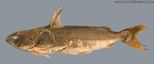 Doraops zuloagai