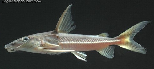 Hemidoras morrisi