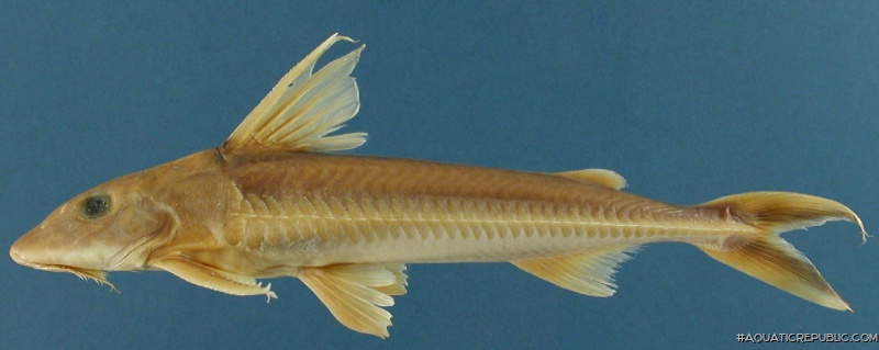 Leptodoras rogersae