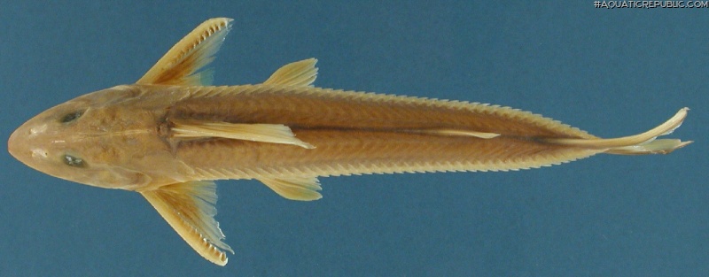 Leptodoras rogersae