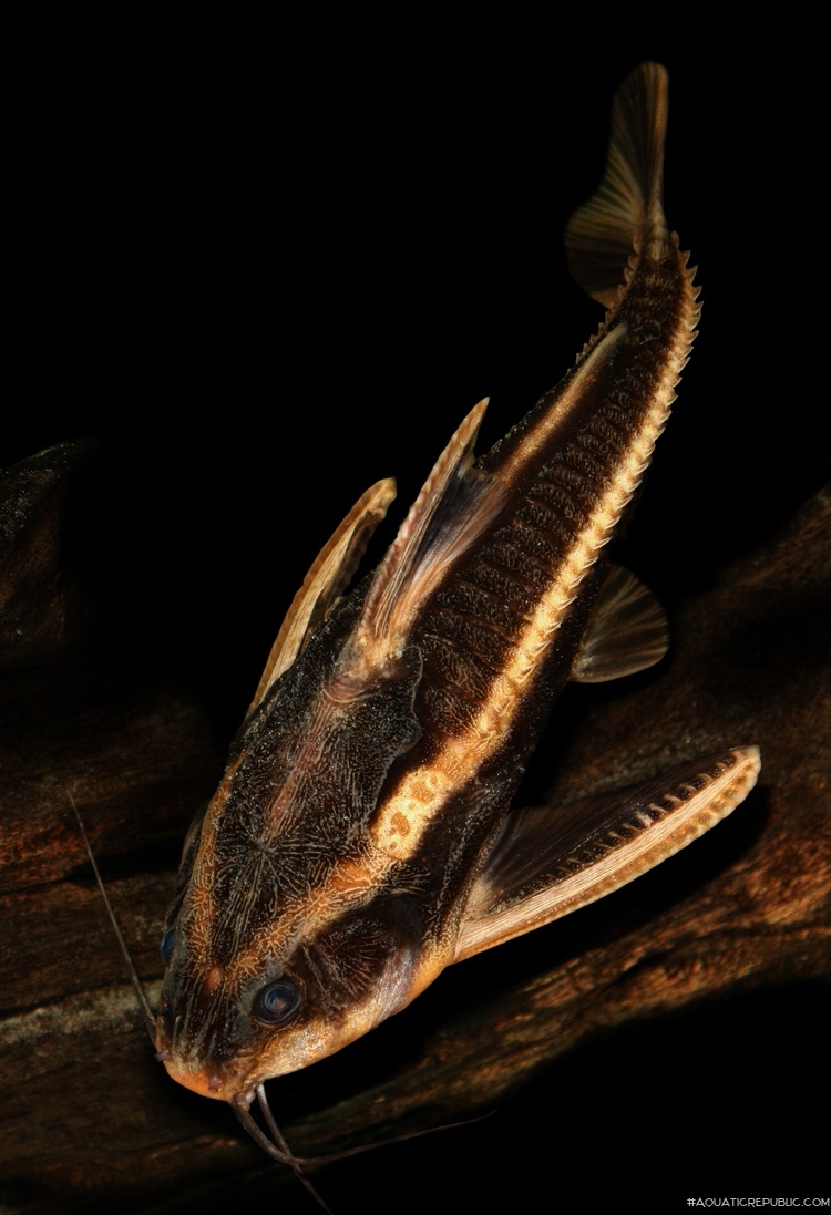 Platydoras armatulus