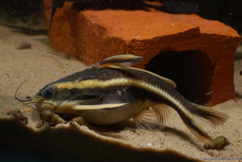 Platydoras armatulus