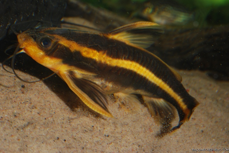 Platydoras armatulus