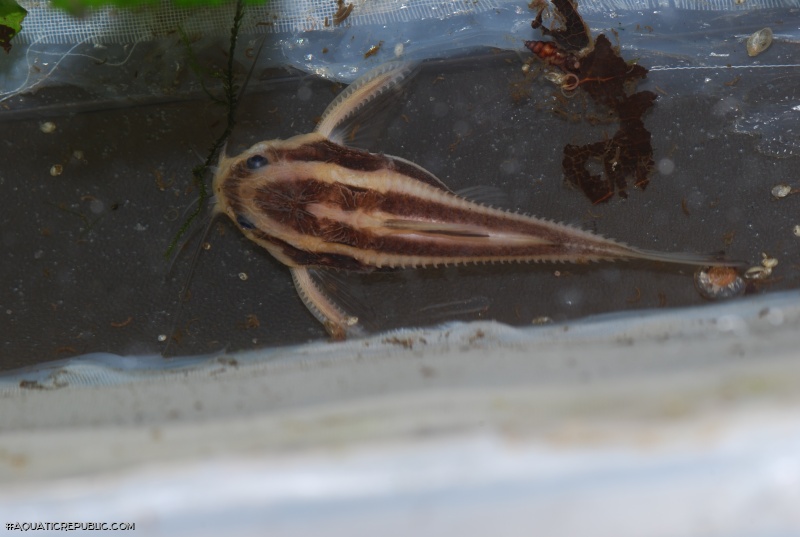 Platydoras armatulus