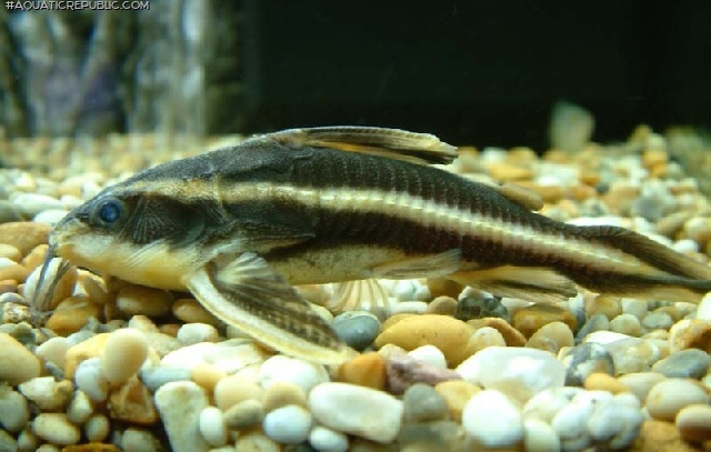 Platydoras armatulus