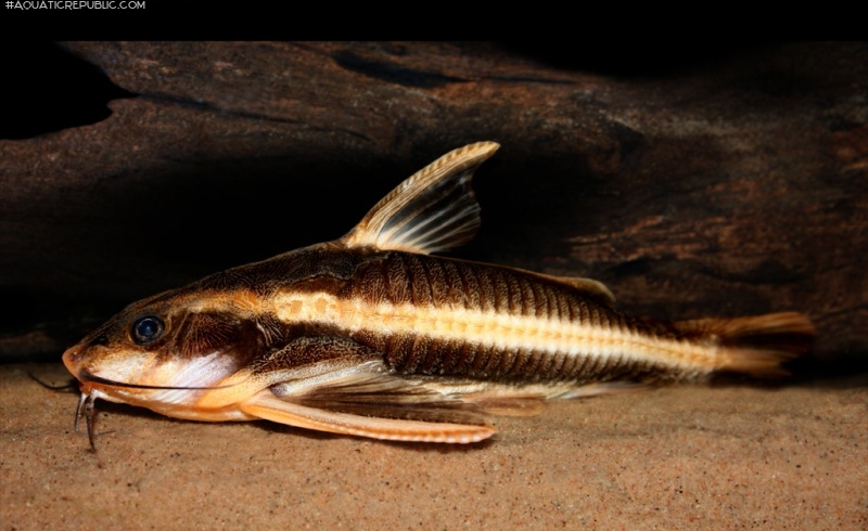 Platydoras armatulus