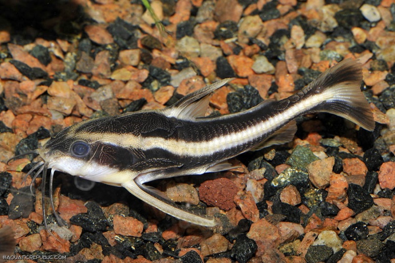 Platydoras armatulus