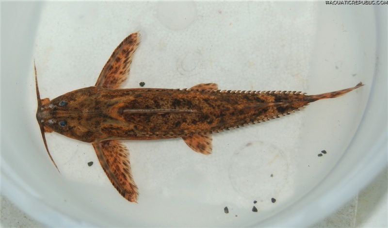 Rhinodoras gallagheri