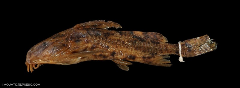 Rhynchodoras xingui