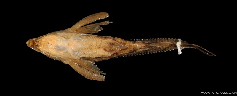 Rhynchodoras xingui