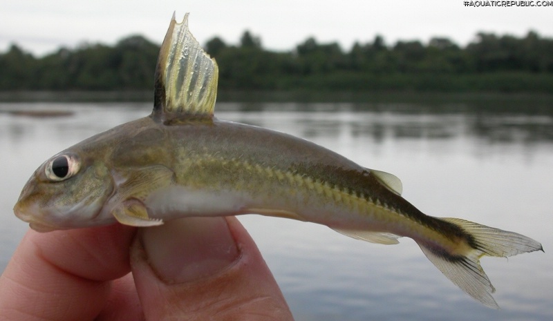 Tenellus leporhinus