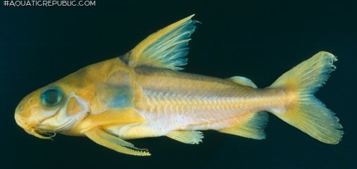 Trachydoras nattereri