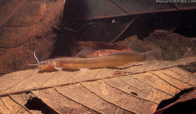 Acentronichthys leptos