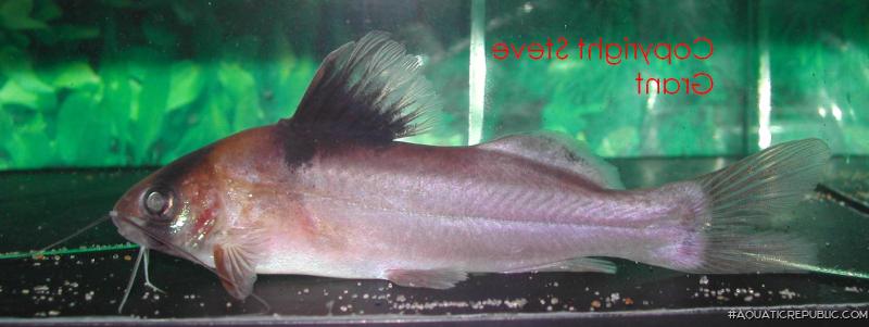 Brachyrhamdia sp. (2)