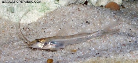 Imparfinis pseudonemacheir