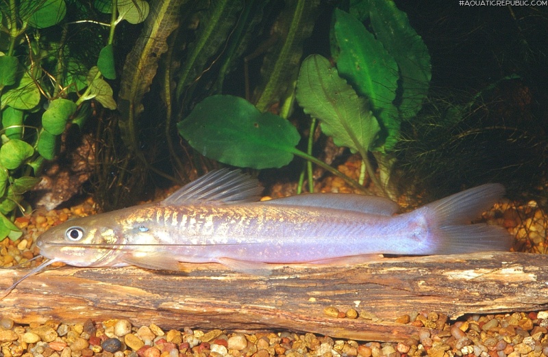 Rhamdia voulezi