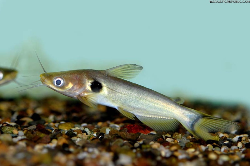 Horabagrus brachysoma