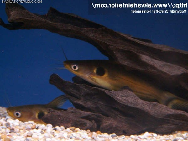 Horabagrus brachysoma