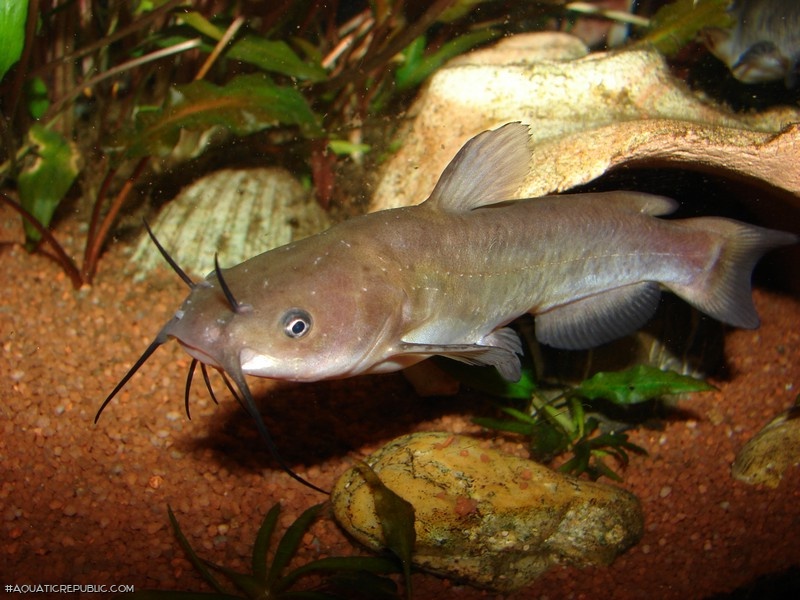 Ameiurus nebulosus