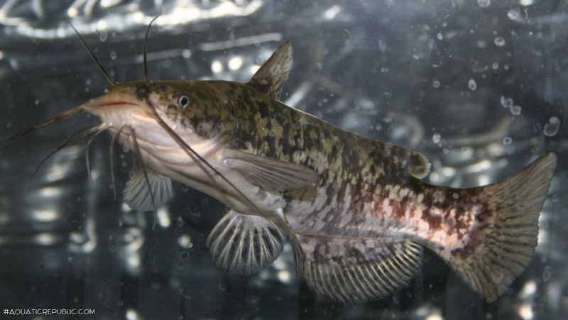 Ameiurus nebulosus