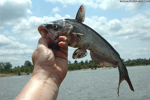 Ictalurus furcatus