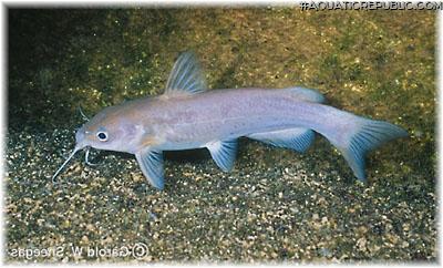 Ictalurus lupus