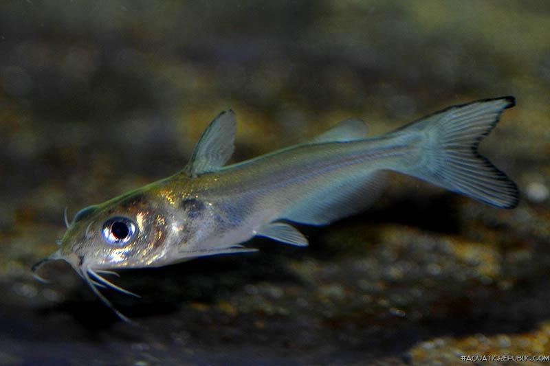 Ictalurus punctatus