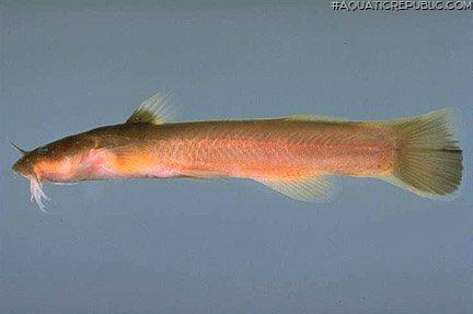 Noturus gilberti