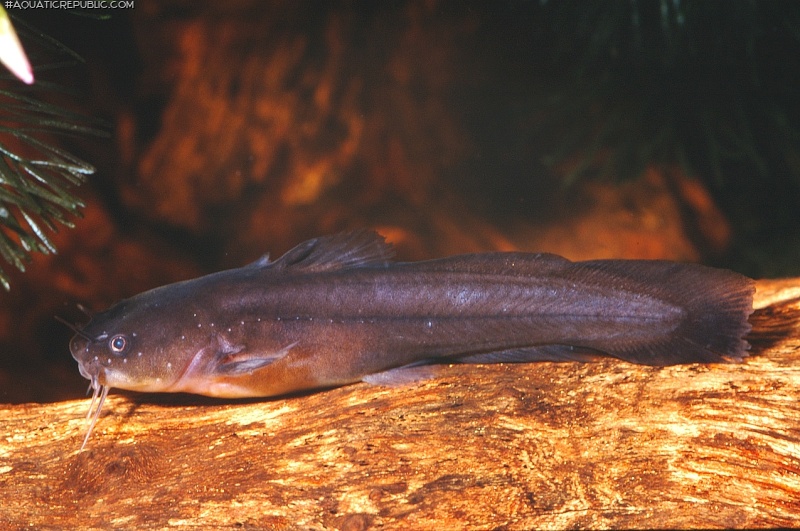 Noturus gyrinus