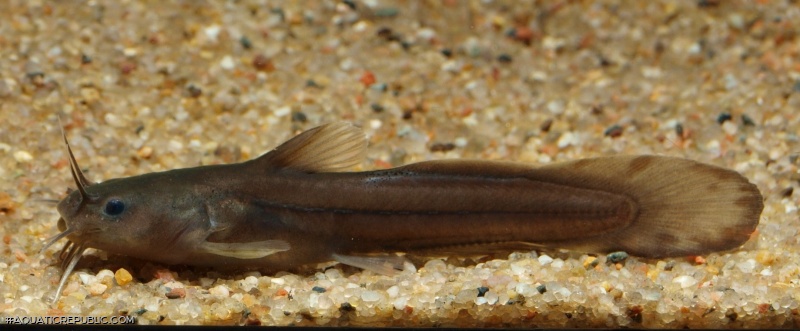 Noturus gyrinus