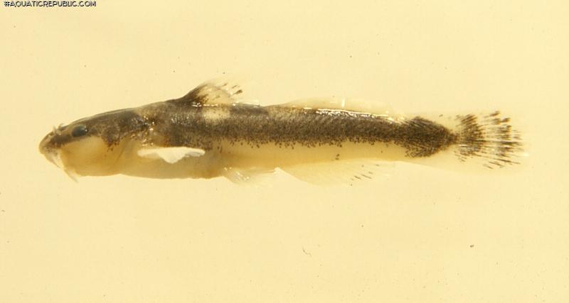 Noturus hildebrandi