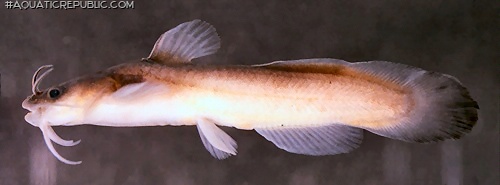 Noturus lachneri