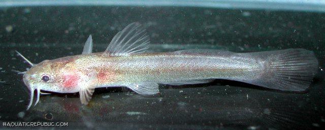 Noturus leptacanthus